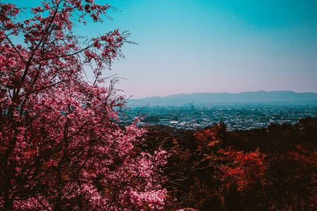 city view with blossoms